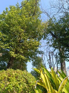 绿意盎然的户外植物景观