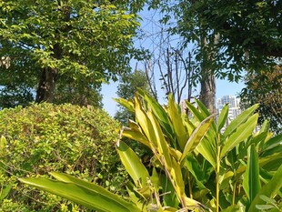 绿意盎然的户外植物景观