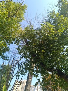 仰视绿树蓝天景象