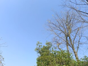 蓝天映衬下的树木景象