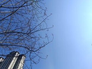 蓝天枯枝旁的高楼