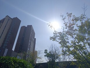 阳光下的城市高楼与绿树