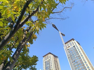 秋日树影下的高楼景观