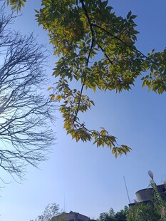 秋日树梢与蓝天景色