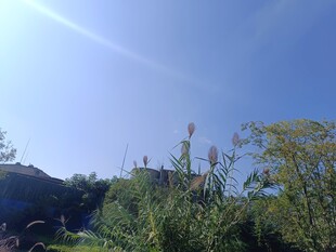 蓝天绿树间的自然景致