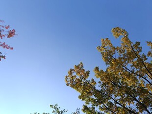 秋日树梢与蓝天美景