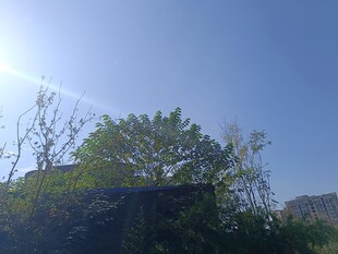 阳光下的绿树蓝天景象