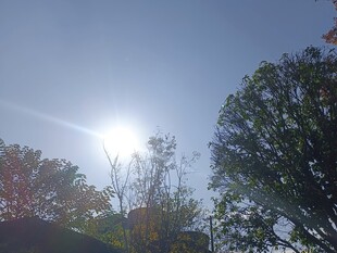 阳光下的树木景观