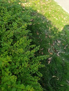 茂密绿意山林景观