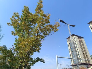 城市中树木与高楼景象