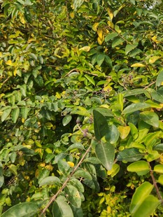 繁茂绿植生机盎然