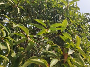 繁茂绿叶的生机景象