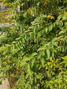 绿叶繁茂的生机景象