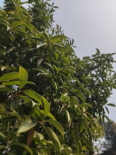 繁茂绿树展现自然生机