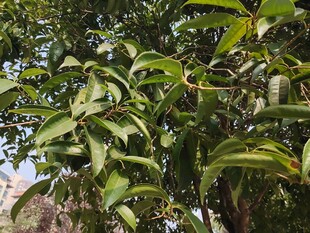 绿叶繁茂的树木景象