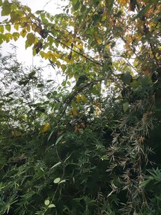 秋日繁茂绿植景象