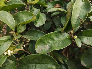 绿叶繁茂的植物景象