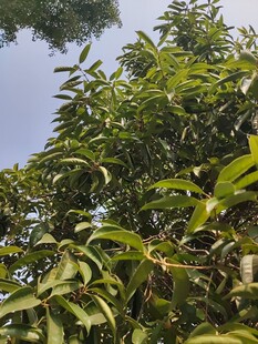 繁茂绿叶的树木景象