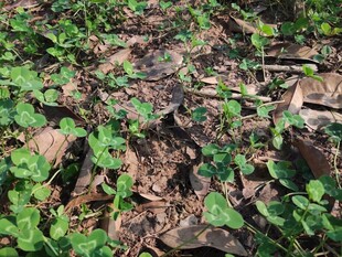 地面上的绿色植物与枯叶