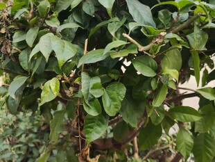 绿叶繁茂的植物