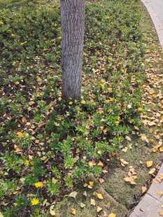 树下花草与落叶的景致