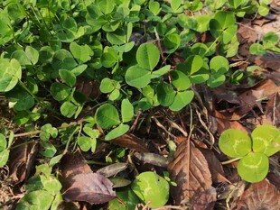 地面嫩绿植物与枯叶景象