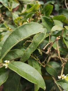 绿叶间的白色小花