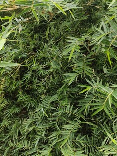 茂密绿色植物景观