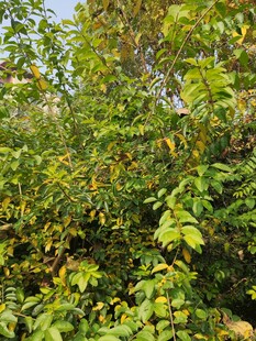 繁茂绿植展现自然生机