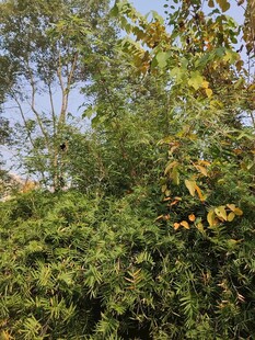 繁茂绿植展现自然生机