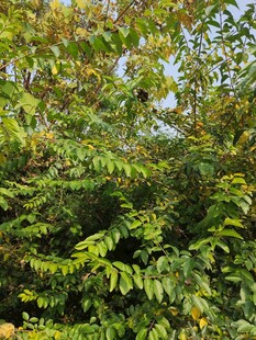 茂密葱郁的绿色植物