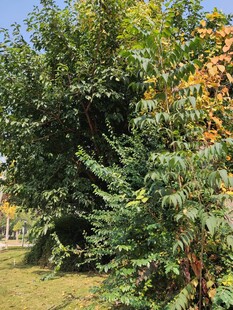 户外繁茂绿植景观