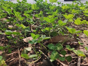 田间嫩绿植物生机盎然