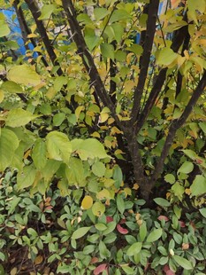 绿叶繁茂的植物景观