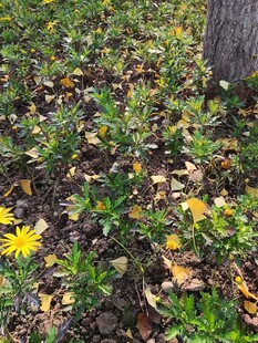 落叶中的黄色小花绽放