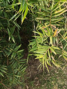 翠绿竹林间的隐秘小径