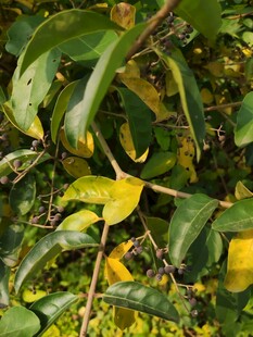 绿叶间的黄绿叶片