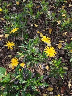 黄色小花绽放于绿叶间