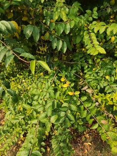 繁茂绿植中的黄色小花