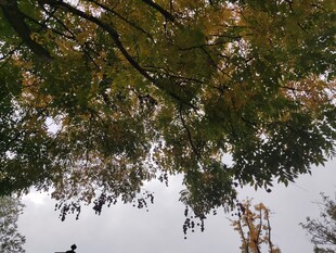 仰视秋日繁茂树枝