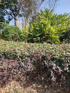 户外多彩植物景观