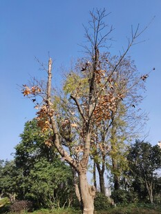 秋日枯树与葱郁背景