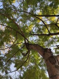 仰视繁茂树枝与树干