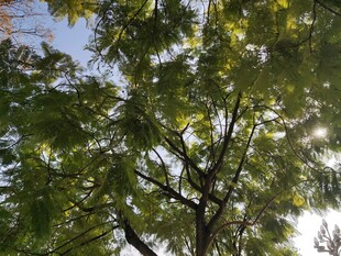 阳光透过树叶的绿意景象