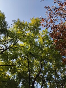 秋日多彩树林景致