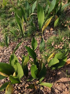 田间生长的绿色植物