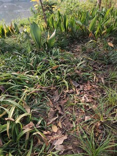 户外草地植物景观