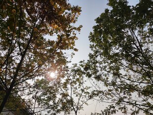 阳光透过枝叶洒下的美景