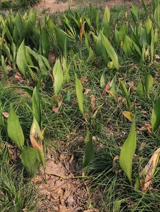 田间绿意盎然的植物景观