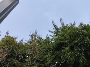 户外繁茂绿植景观